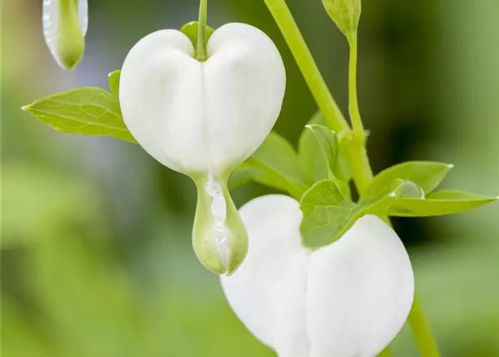 Dicentra spectabilis 'Alba'