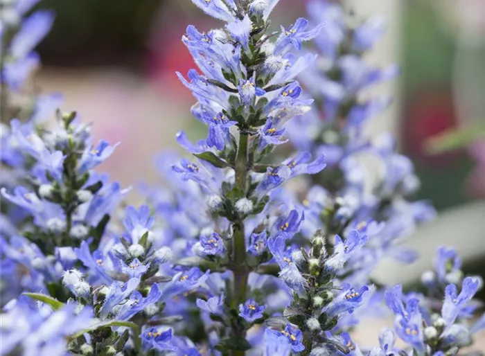 Rotblättriger Garten-Günsel 'Chocolate Chip'