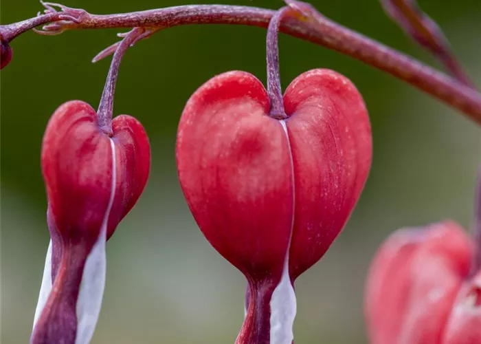 Dicentra spectabilis 'Valentine'