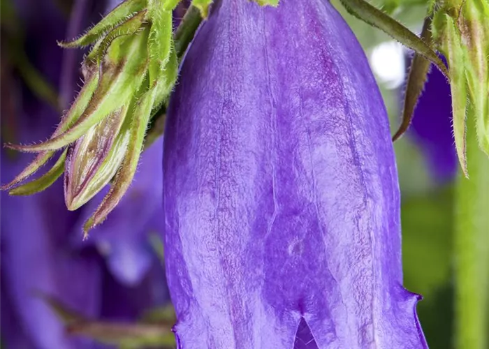 Campanula latifolia var.macrantha
