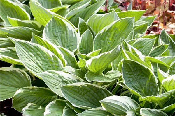 Graublättrige Goldrand-Garten-Funkie 'Patriot'