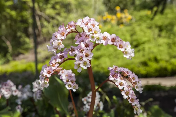 Garten-Bergenie 'Schneekönigin'®
