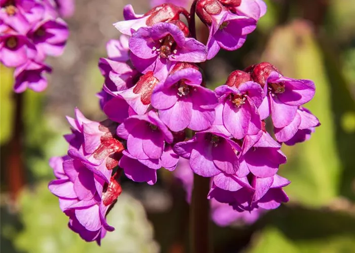 Bergenia cordifolia 'Rote Schwester'