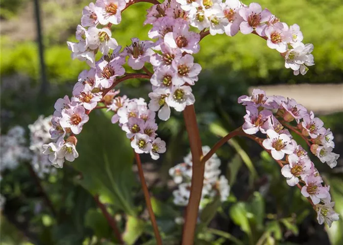 Bergenia cordifolia 'Bach' Bergenia cordifolia 'Bach'