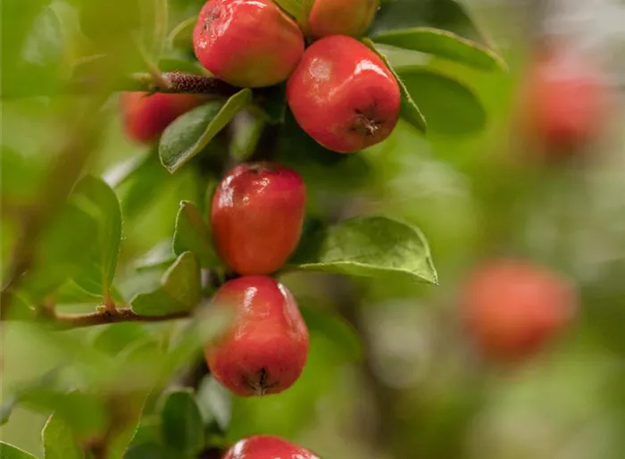 Teppichmispel 'Coral Beauty'