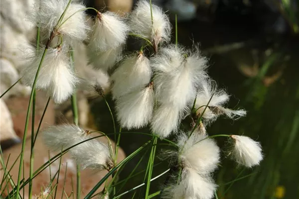 Schmalblättriges Wollgras