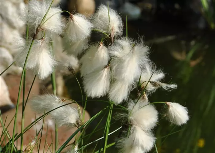Eriophorum angustifolium
