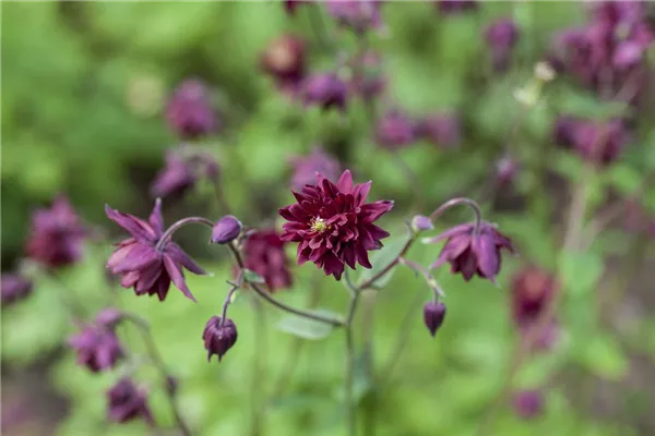 Garten-Akelei 'Black Barlow'