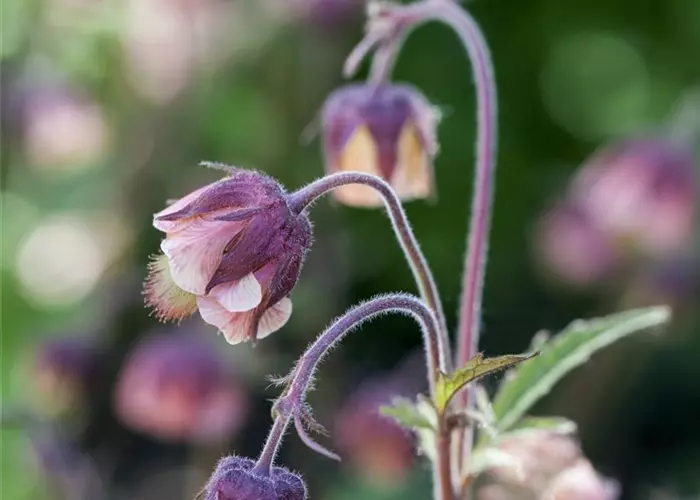 Geum rivale