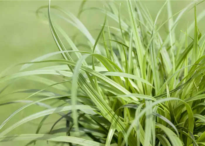 Carex caryophyllea 'The Beatles'