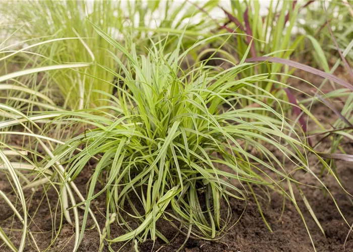 Carex umbrosa