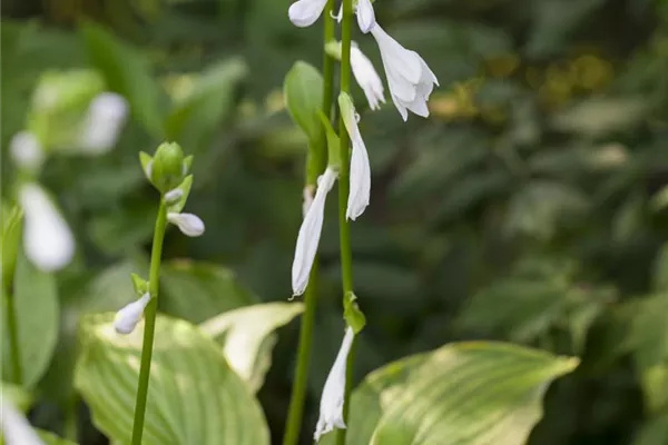 Duftende Garten-Lilien-Funkie 'Royal Standard'