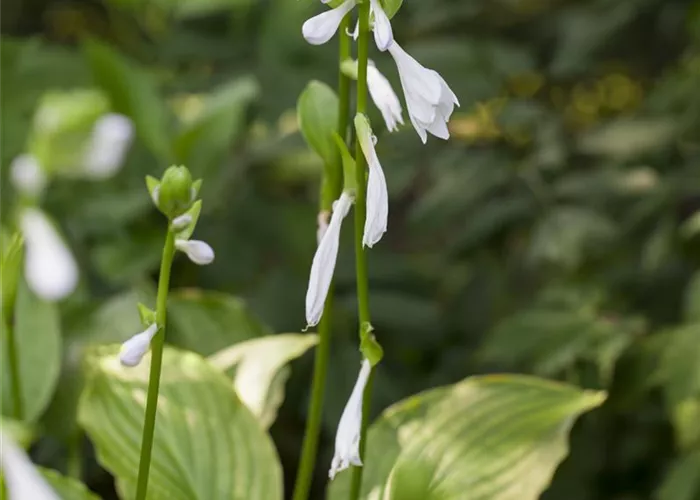 Hosta x plantaginea 'Royal Standard'