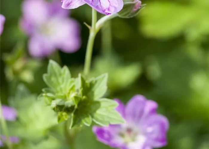 Geranium endressii