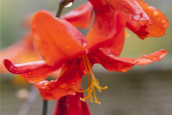 Garten-Montbretie 'Babylon'