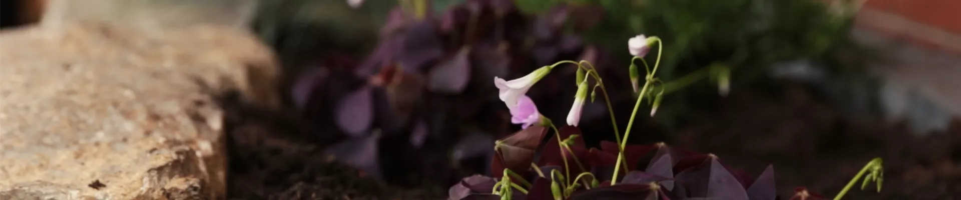 Glücksklee - Einpflanzen im Garten (Thumbnail)