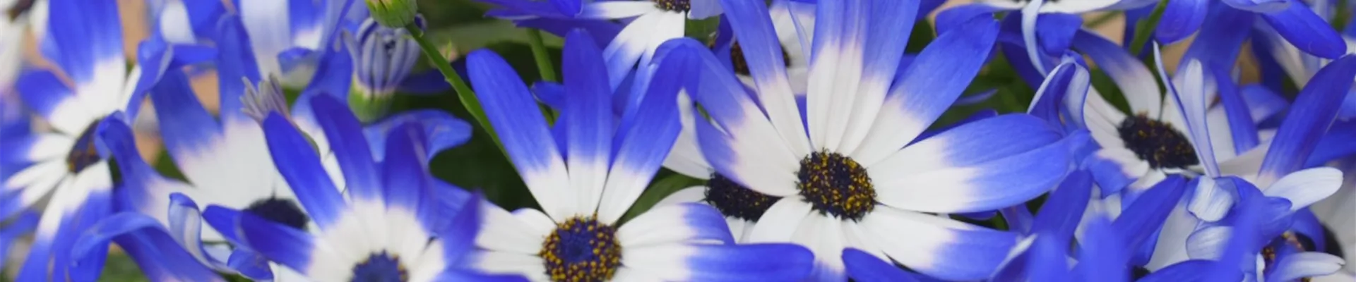 Aschenblume - Einpflanzen im Garten (Thumbnail)