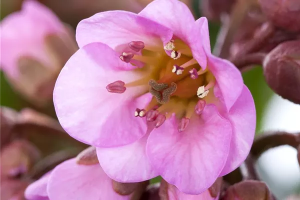 Garten-Bergenie