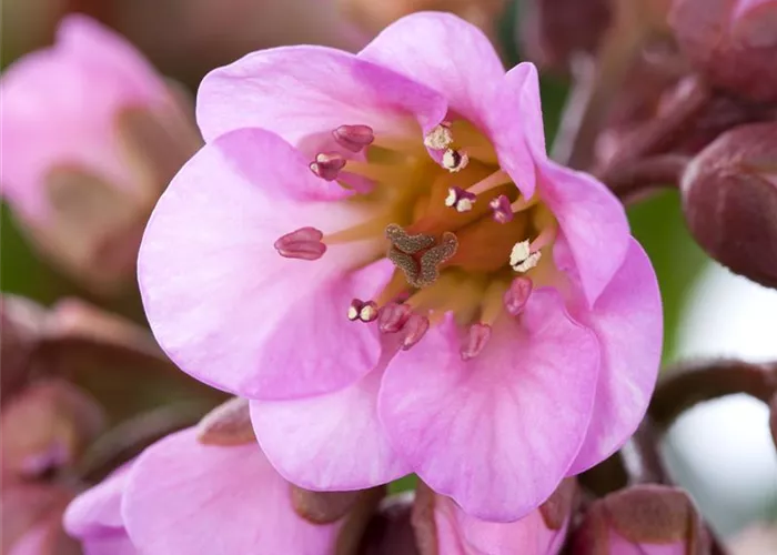Bergenia cordifolia 'Oeschberg'