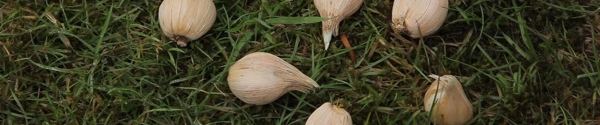 Netzblatt-Schwertlilie - Blumenzwiebeln einpflanzen (thumbnail)