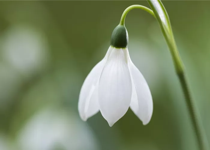 Schneeglöckchen pflanzen – Frühlingsboten im Garten
