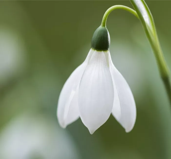 Schneeglöckchen pflanzen – Frühlingsboten im Garten