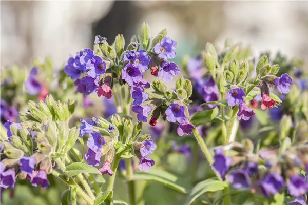 Großgeflecktes Garten-Lungenkraut 'Blue Ensign'