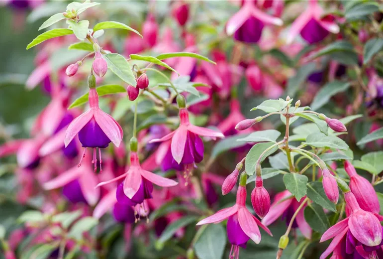 Fuchsia