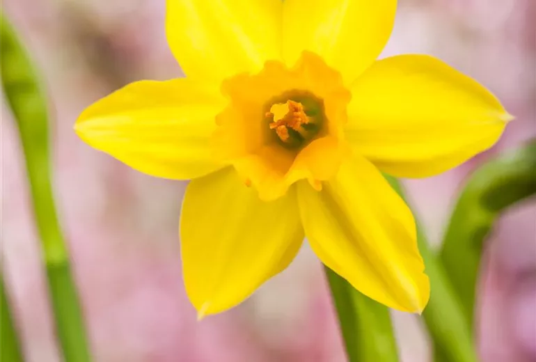 Narcissus, gelb