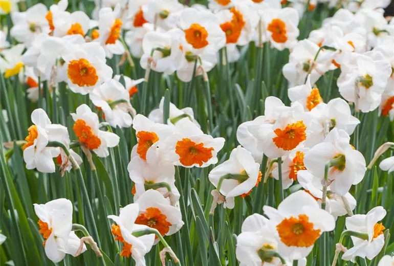 Narcissus