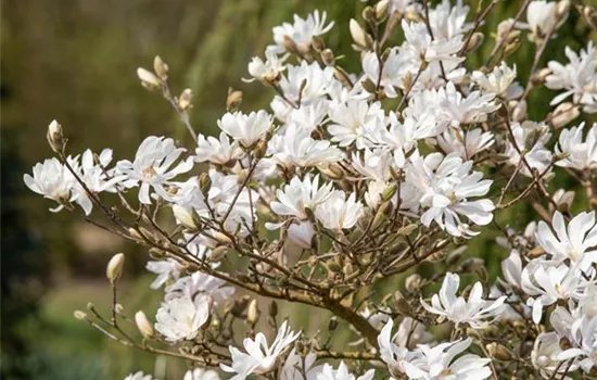 Frühblühende Gehölze – Ziemlich coole Gartenbewohner