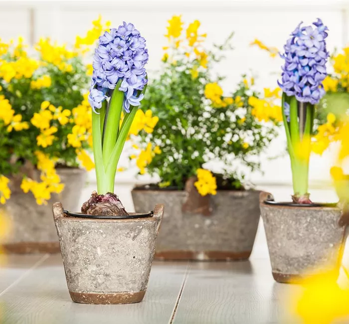 Hyazinthe, Krokus und Co. – der Frühling wird bunt