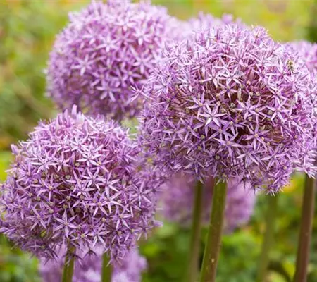 Allium – pflegeleichter Zierlauch als Gartenschmuck