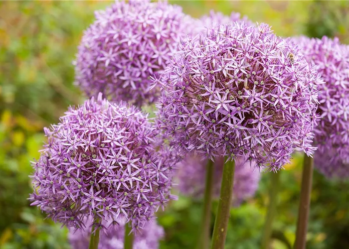 Allium – pflegeleichter Zierlauch als Gartenschmuck