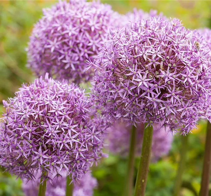 Allium – pflegeleichter Zierlauch als Gartenschmuck