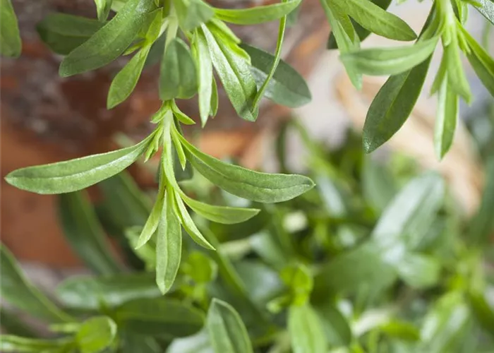 Satureja montana ssp.montana 'Citriodora'