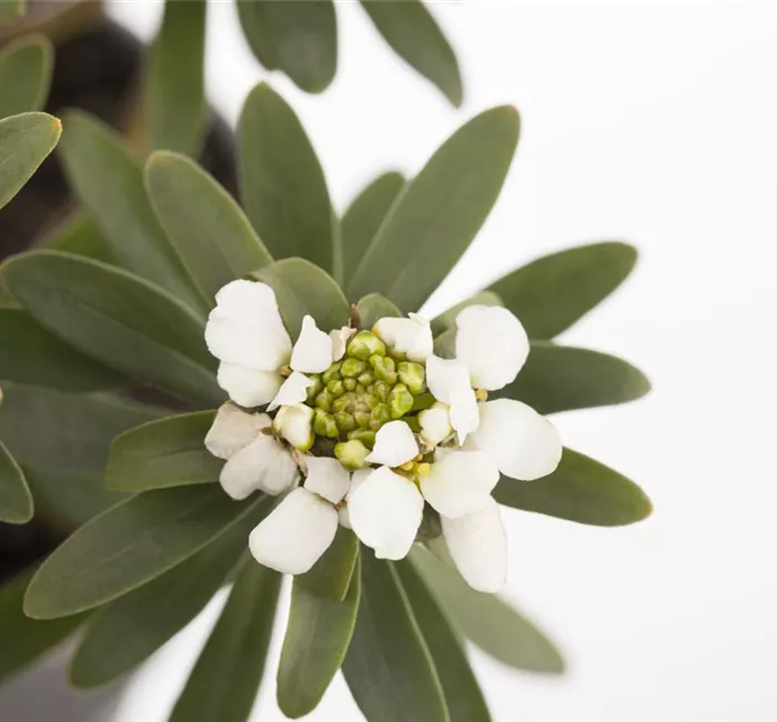 Die Schleifenblume – ein wahres Mauerblümchen