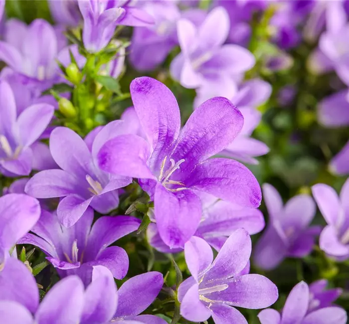 Die Glockenblume: die Vielfalt in einer Pflanze