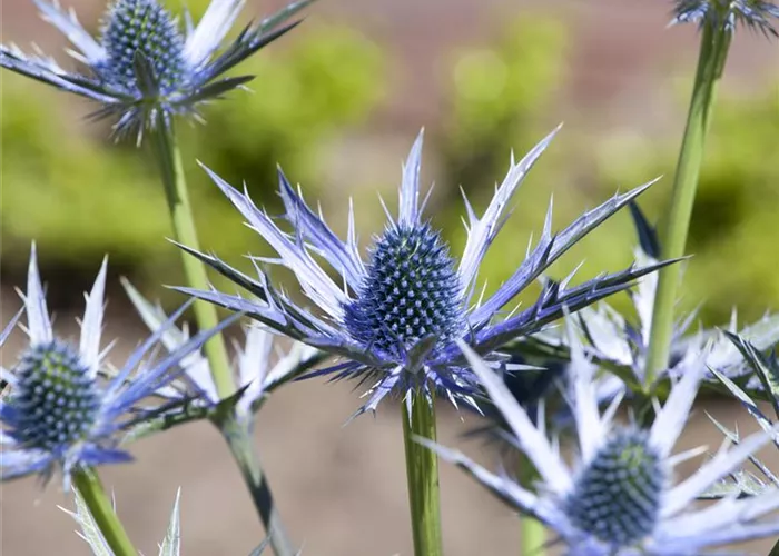 Eryngium bourgatii