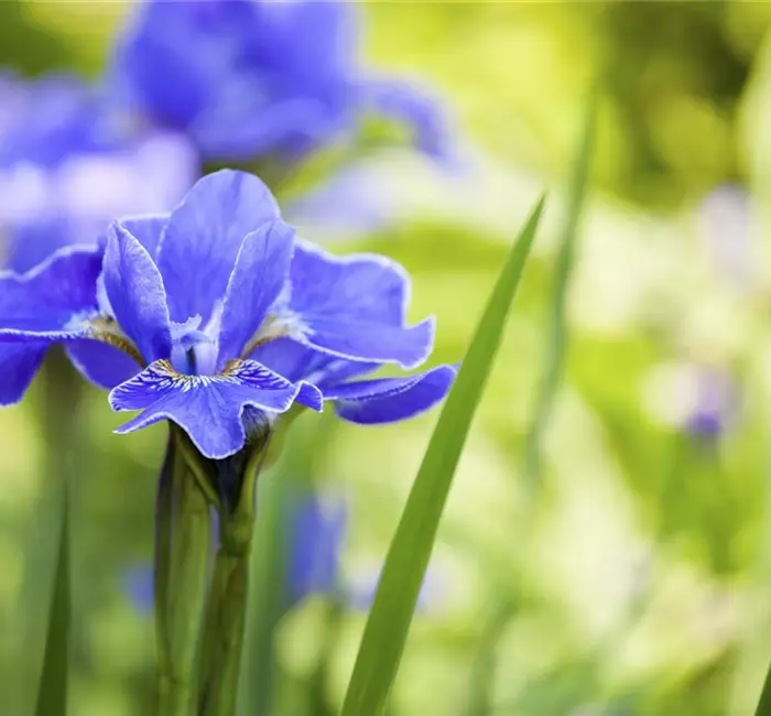 Die Iris – eine Pflanzen-Schönheit mit vielen Gesichtern