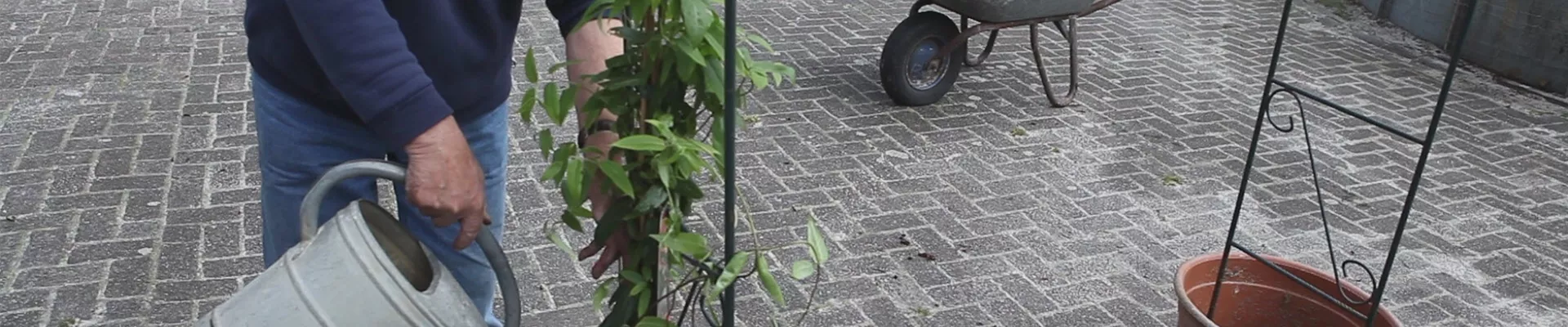 Immergrünes Geißblatt - Einpflanzen am Rankbogen (thumbnail)