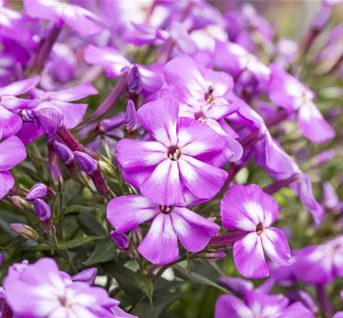 Flammenblumen lassen Ihren Garten in Farben baden