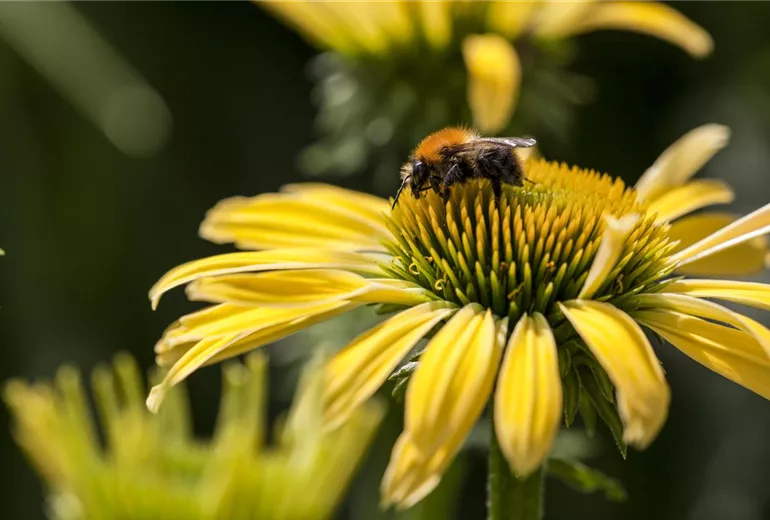 Echinacea purpurea, gelb