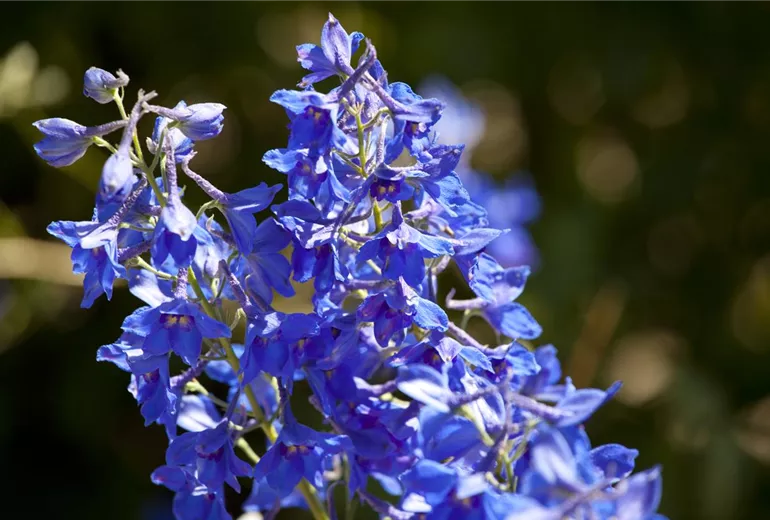 Delphinium x cultorum