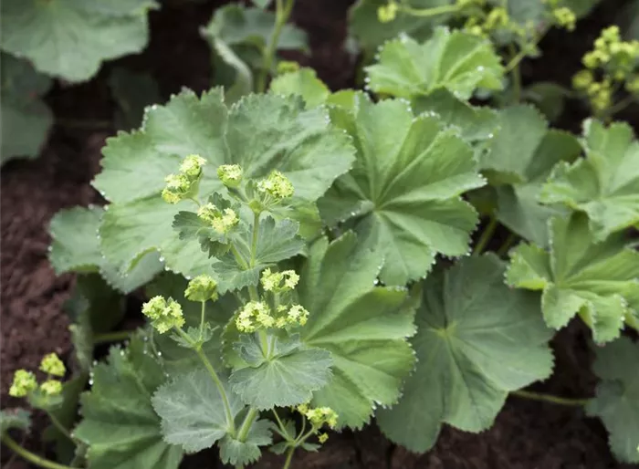 Großblättriger Frauenmantel