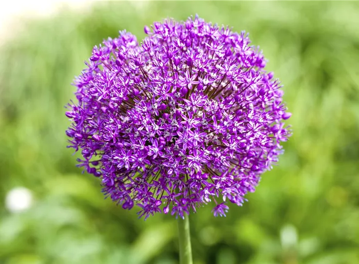 Zierlauch 'Ambassador'®  Zierlauch 'Ambassador'®