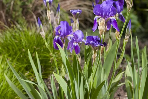 Hohe Garten-Schwertlilie