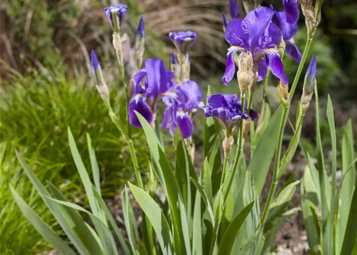 Iris - die Pflanze mit den vielen Gesichtern