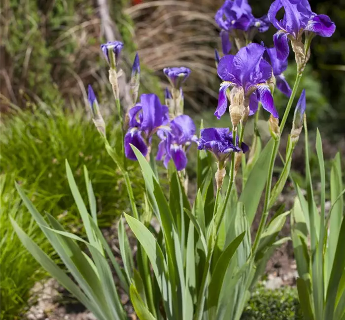 Iris - die Pflanze mit den vielen Gesichtern