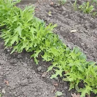 Asia Salat - Auslegen von Saatbändern (thumbnail).jpg